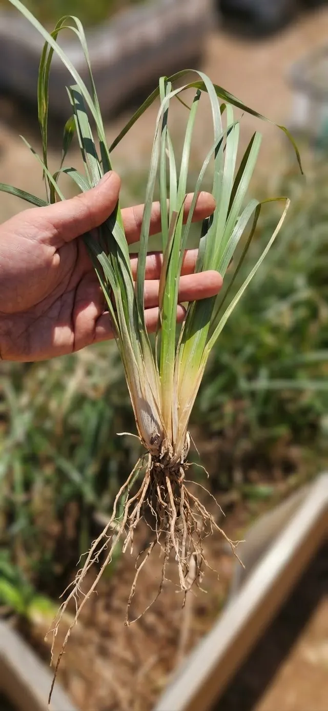 A multi-tiller vetiver slip held at the nursery, showing its leaves and roots