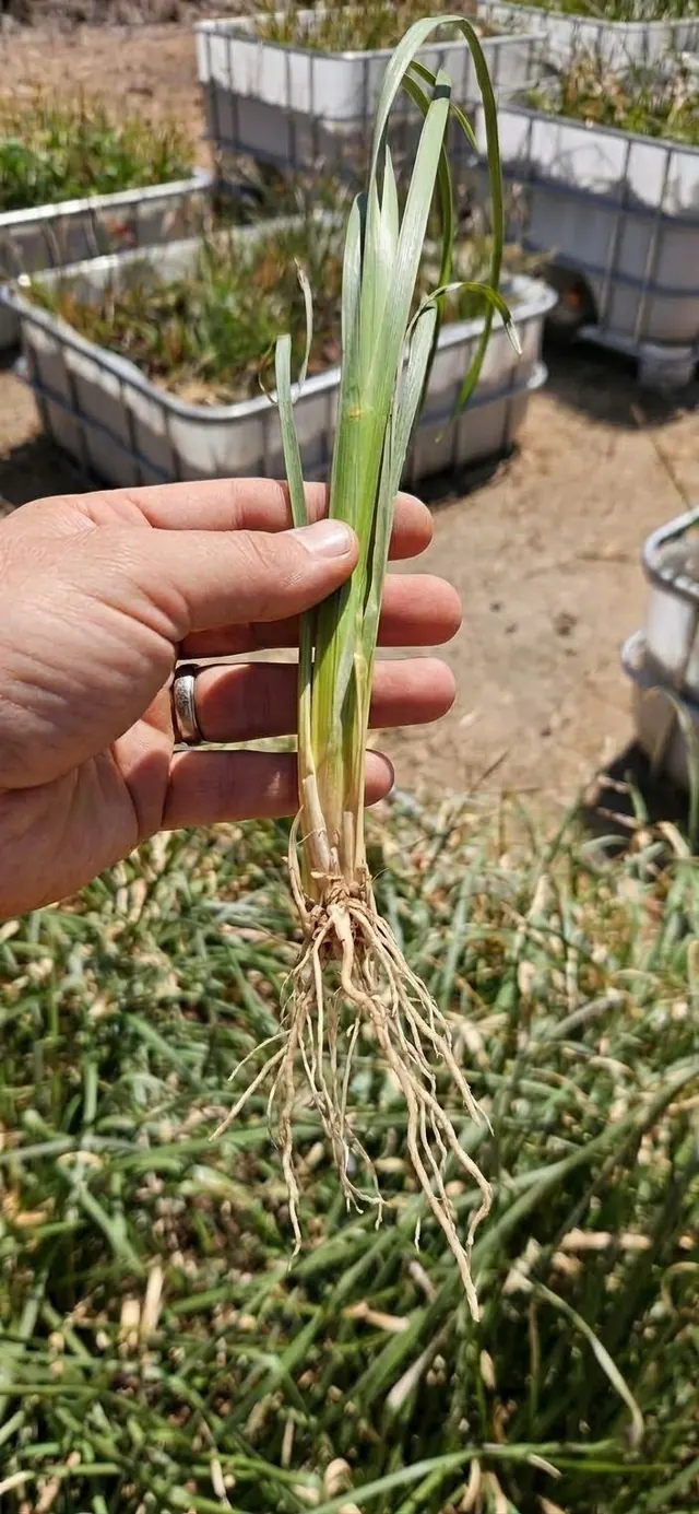 Single vetiver tiller held at the nursery with its roots visible